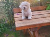 Maltipoo Erkek Yavrularımız