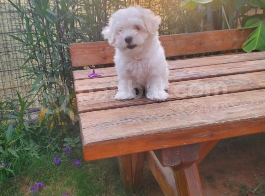 Maltipoo Erkek Yavrularımız