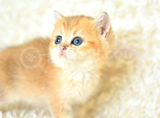Şampi̇yon Soyundan Ny11 Golden Bri̇ti̇sh Shorthai̇r