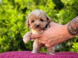 Sıfır Boy Bir Karış Sevimli Maltipoo Yavrular