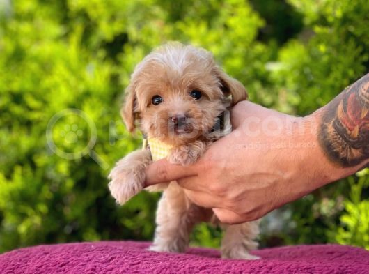 Sıfır Boy Bir Karış Sevimli Maltipoo Yavrular görsel