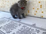 Topaç Surat Safkan Scotti̇sh Fold Yavrumuz