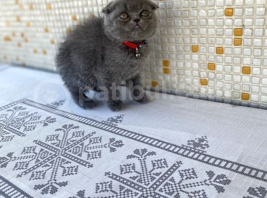 Topaç Surat Safkan Scotti̇sh Fold Yavrumuz görsel