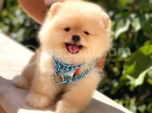 Krem Ayi Surat Erkek Pomerani̇an