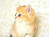 Şampi̇yon Soyundan Ny11 Golden Bri̇ti̇sh Shorthai̇r