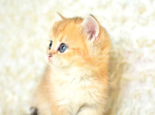 Şampi̇yon Soyundan Ny11 Golden Bri̇ti̇sh Shorthai̇r görsel
