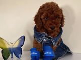 Pasaportlu Toypoodle Yavrularr