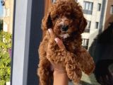 Ev Doğumlu Mükemmel Toypoodle Bebekler