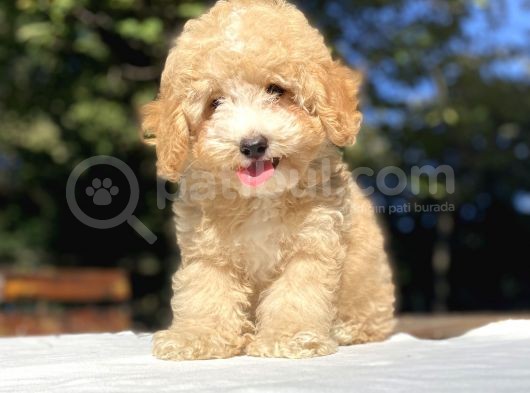 Gerçek Malti̇poo Yavrumuz A Kali̇te görsel