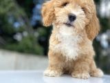 Çi̇ftli̇ği̇mi̇zden Malti̇poo Bebekler