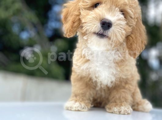 Çi̇ftli̇ği̇mi̇zden Malti̇poo Bebekler görsel
