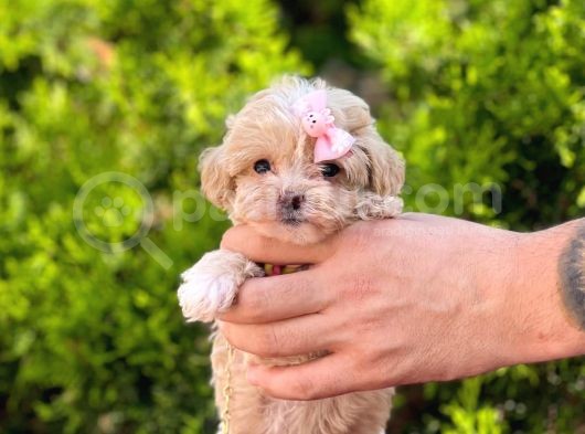 Sıfır Boy Bir Karış Sevimli Maltipoo Yavrular görsel