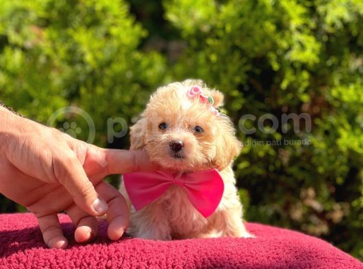 Safkan Maltipoo Yavrularımız görsel