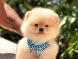 Krem Ayi Surat Erkek Pomerani̇an