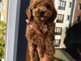 Karamelll Toypoodle ‘In Bebekleri