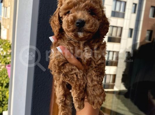 Karamelll Toypoodle ‘In Bebekleri görsel
