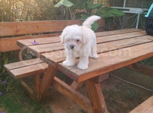 Maltipoo Erkek Yavrularımız görsel