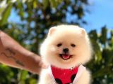 Gülen Yüz Di̇şi̇ Pomerani̇an Boo