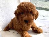 Ev Doğumlu Mükemmel Toypoodle Bebekler