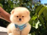 Krem Ayi Surat Erkek Pomerani̇an