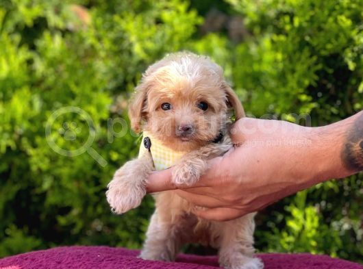 Sıfır Boy Bir Karış Sevimli Maltipoo Yavrular