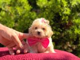 Bir Karış Sıfır Boy Sevimli Maltipoo Yavru