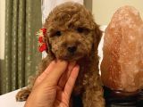 Pasaportlu Toypoodle Yavrularr