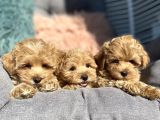 Maltipoo Mix Irk Yavrular