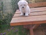 Maltipoo Erkek Yavrularımız