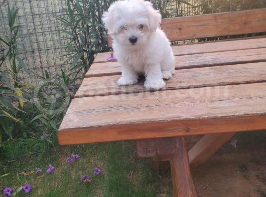 Maltipoo Erkek Yavrularımız görsel
