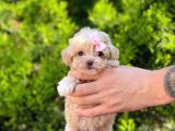 Sıfır Boy Bir Karış Sevimli Maltipoo Yavrular