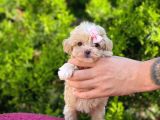 Sıfır Boy Bir Karış Sevimli Maltipoo Yavrular
