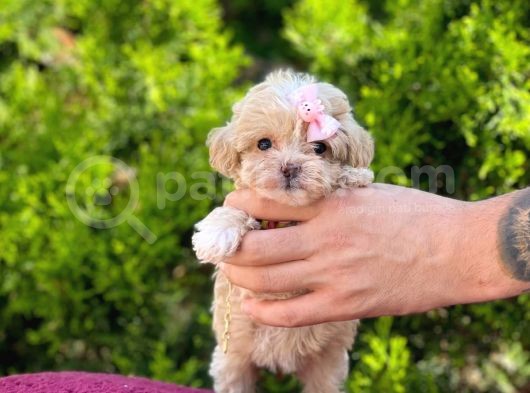 Sıfır Boy Bir Karış Sevimli Maltipoo Yavrular görsel