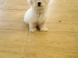 Maltipoo Erkek Yavrularımız