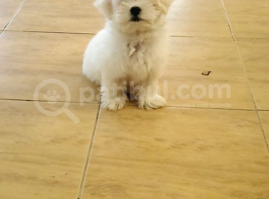 Maltipoo Erkek Yavrularımız görsel