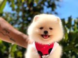 Gülen Yüz Di̇şi̇ Pomerani̇an Boo