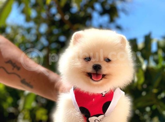 Gülen Yüz Di̇şi̇ Pomerani̇an Boo görsel