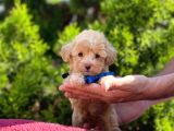 Safkan Maltipoo Yavrularımız