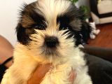Üst Kalite Saf Kan Shihtzu Yavrularımız Için Acele Ediniz