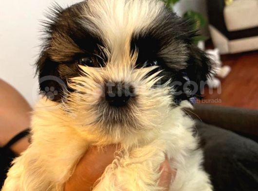 Üst Kalite Saf Kan Shihtzu Yavrularımız Için Acele Ediniz görsel