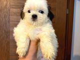 Üst Kalite Saf Kan Shihtzu Yavrularımız Için Acele Ediniz