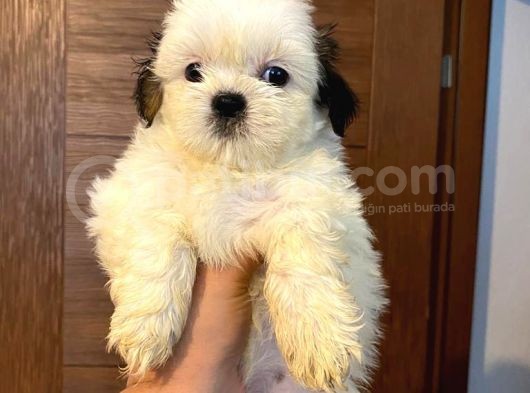 Üst Kalite Saf Kan Shihtzu Yavrularımız Için Acele Ediniz görsel