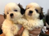 Üst Kalite Saf Kan Shihtzu Yavrularımız Için Acele Ediniz