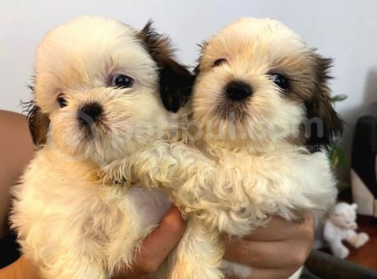 Üst Kalite Saf Kan Shihtzu Yavrularımız Için Acele Ediniz görsel