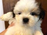 Üst Kalite Saf Kan Shihtzu Yavrularımız Için Acele Ediniz