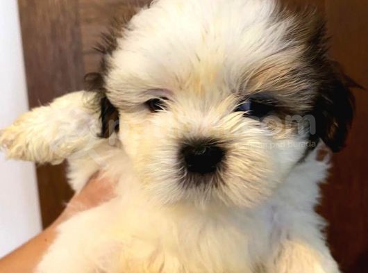 Üst Kalite Saf Kan Shihtzu Yavrularımız Için Acele Ediniz görsel