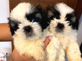 Üst Kalite Saf Kan Shihtzu Yavrularımız Için Acele Ediniz