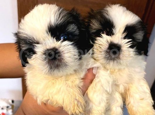 Üst Kalite Saf Kan Shihtzu Yavrularımız Için Acele Ediniz görsel