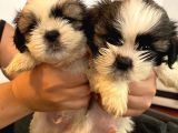 Üst Kalite Saf Kan Shihtzu Yavrularımız Için Acele Ediniz