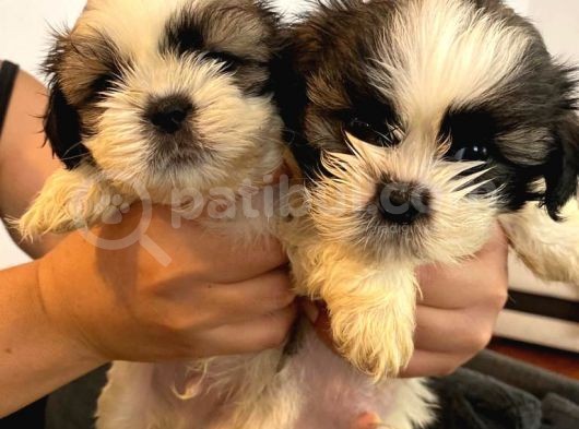 Üst Kalite Saf Kan Shihtzu Yavrularımız Için Acele Ediniz görsel